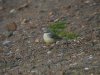 flava wagtail at Gunners Park (Steve Arlow) (74701 bytes)